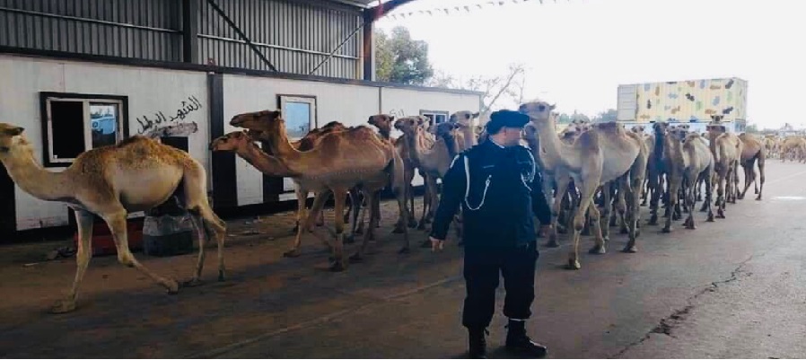 ليبيا: إجلاء آلاف الجمال من ميناء طرابلس عقب تعرضه للقصف